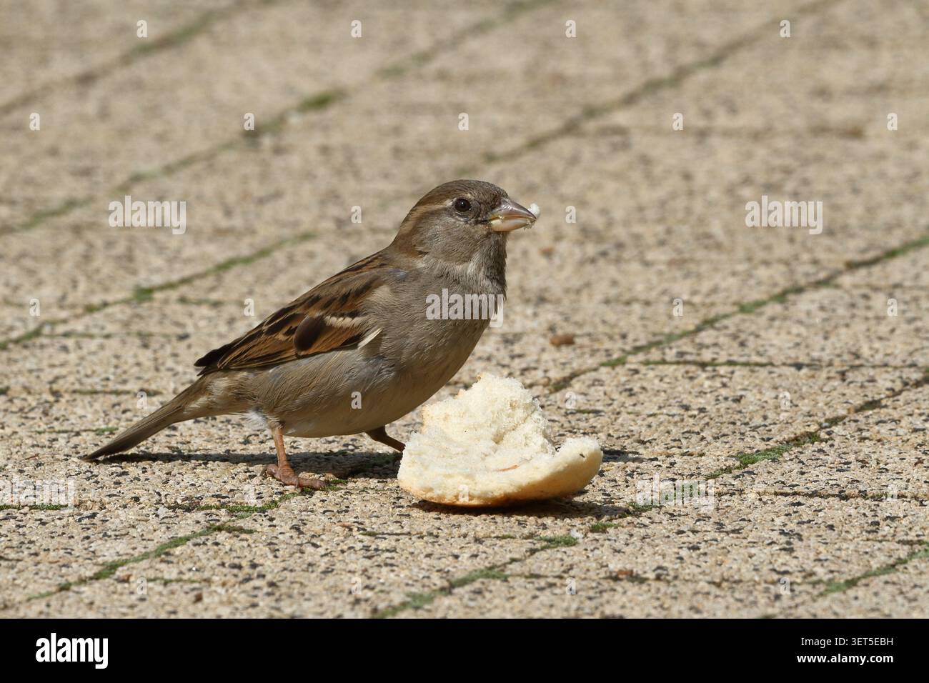 Un primo piano di un passero seduto sul marciapiede e mangiando pane. Foto Stock