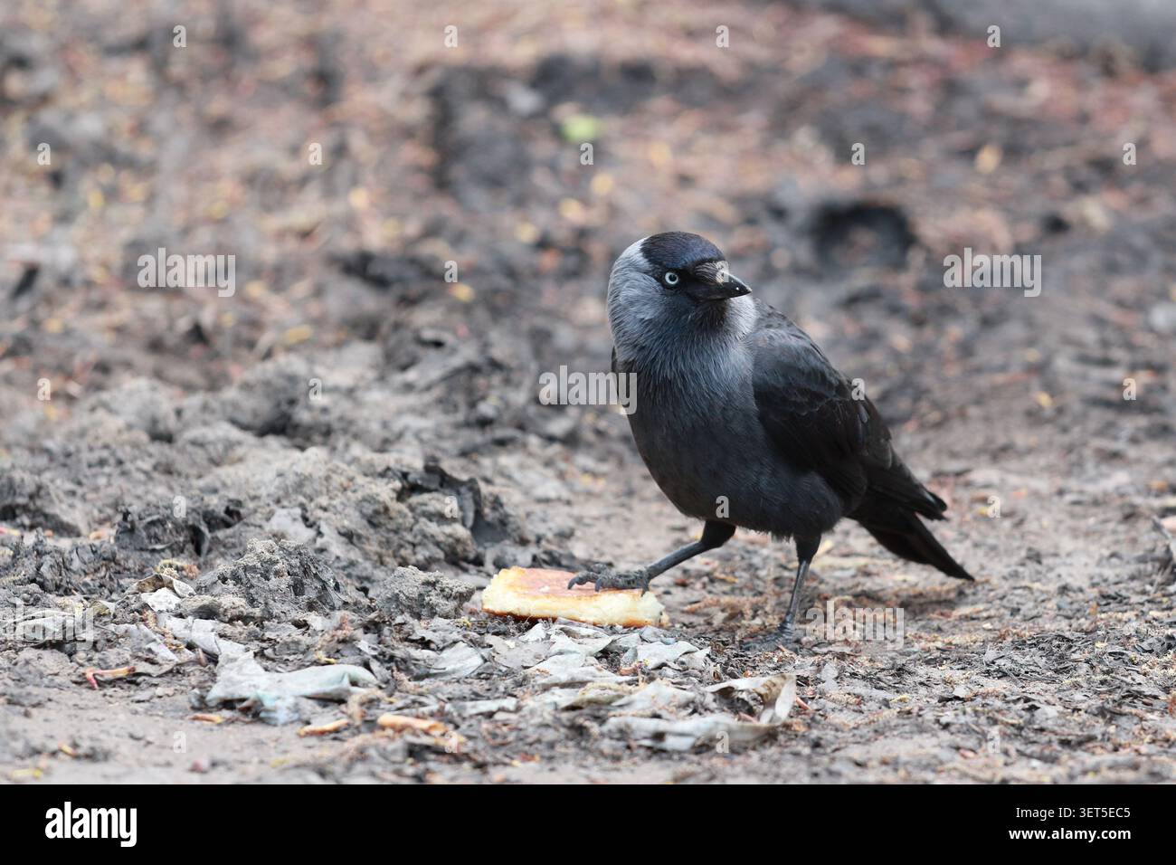 Padrone del gioco di sopravvivenza urbana. Un jackdaw a guardia del suo pasto da qualche parte in un ambiente urbano Foto Stock