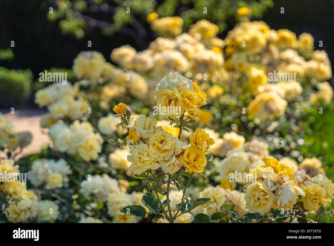 Dettaglio di rose gialle nell'imponente recinzione di Rosaleda, il Parco del Retiro, Madrid. Foto Stock