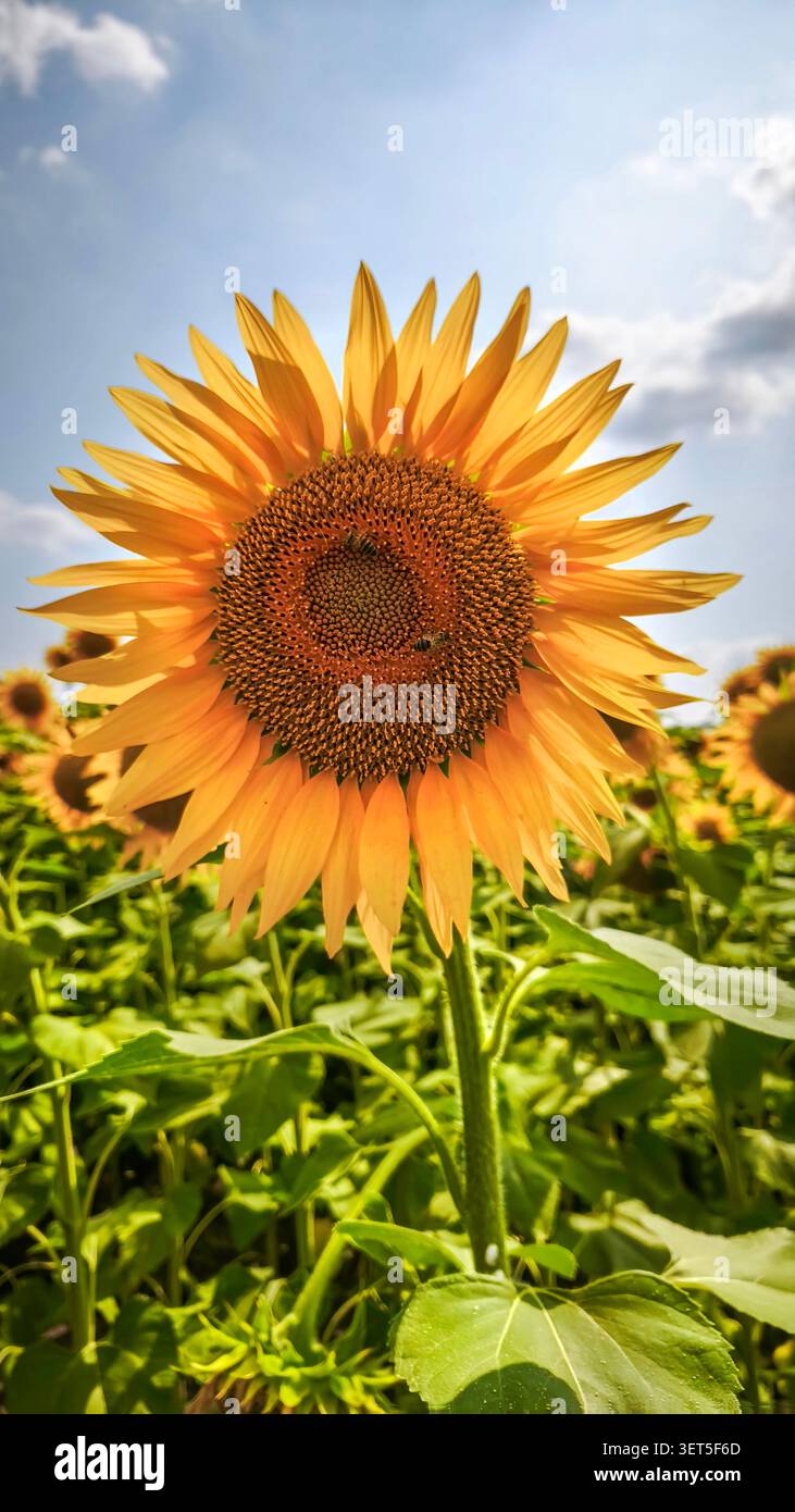 Un girasole giallo vibrante che fiorisce nel campo contro un cielo blu con nuvole Foto Stock