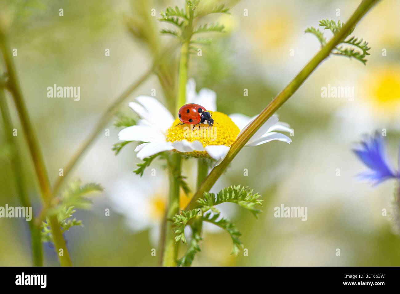 Ladybird arroccato su un fiore di camomilla in un prato estivo Foto Stock