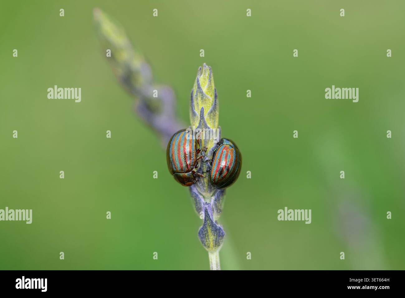 Scarabei a strisce che si accoppiano su boccioli di fiori di lavanda in habitat naturale Foto Stock