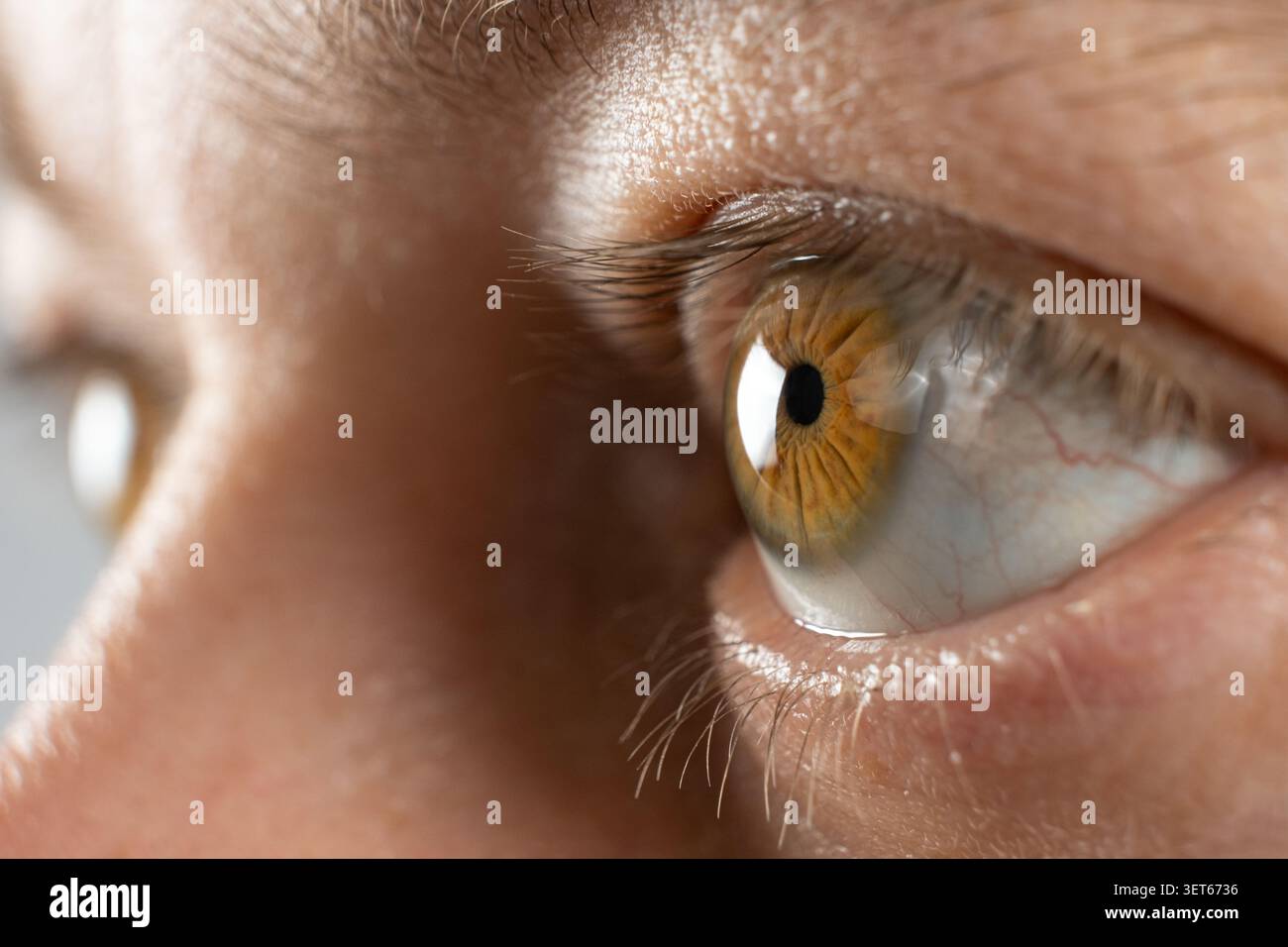 Macro shot di cornea normale chiara e iride marrone. Foto Stock
