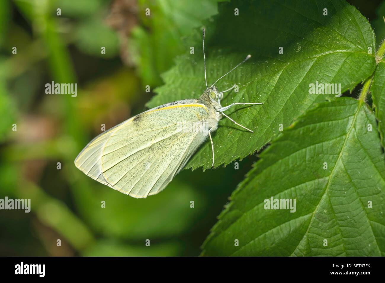 Una farfalla su una foglia verde Foto Stock