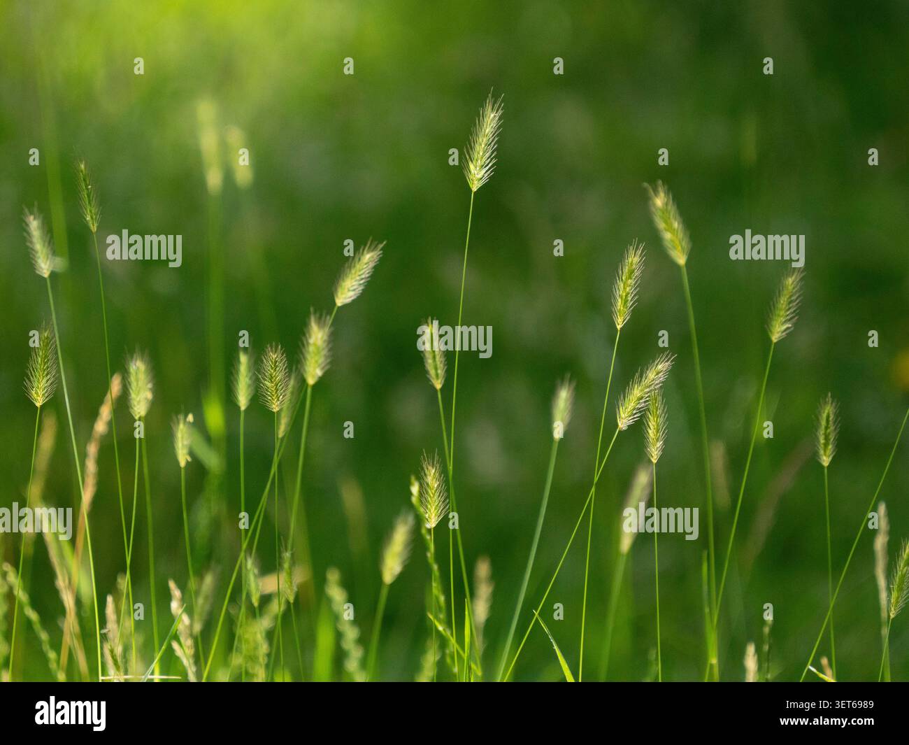 Meteo Regno Unito 21 giugno 2026: La mattina del solstizio d'estate le erbe lunghe catturano la luce del sole in un giardino a Clapham, a sud di Londra. Il prato lo è stato Foto Stock