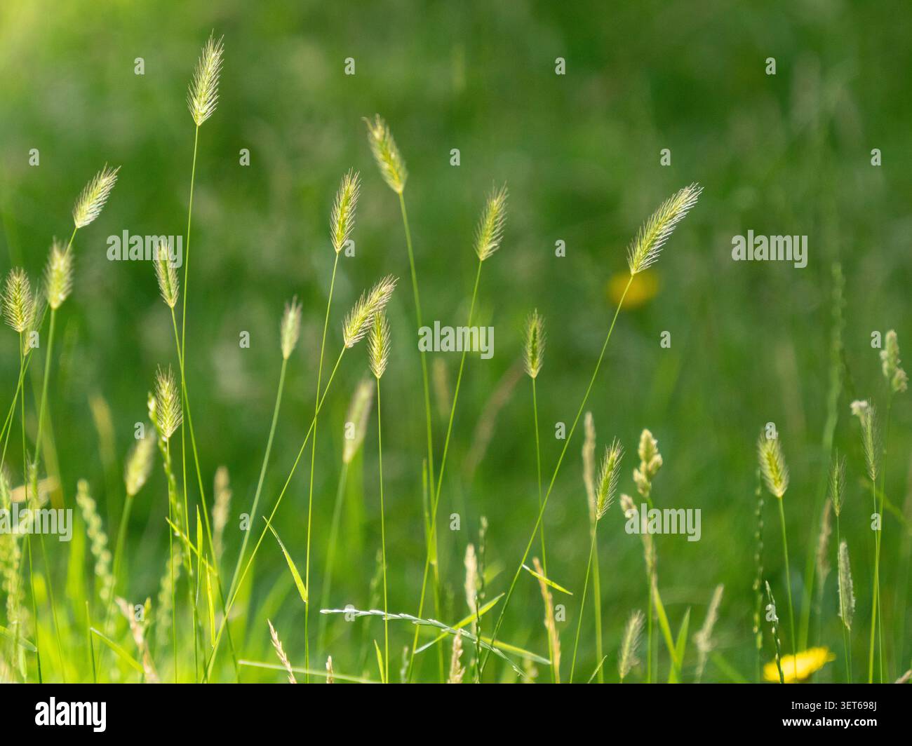 Meteo Regno Unito 21 giugno 2026: La mattina del solstizio d'estate le erbe lunghe catturano la luce del sole in un giardino a Clapham, a sud di Londra. Il prato lo è stato Foto Stock