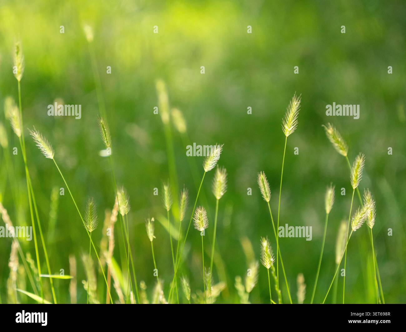 Meteo Regno Unito 21 giugno 2026: La mattina del solstizio d'estate le erbe lunghe catturano la luce del sole in un giardino a Clapham, a sud di Londra. Il prato lo è stato Foto Stock