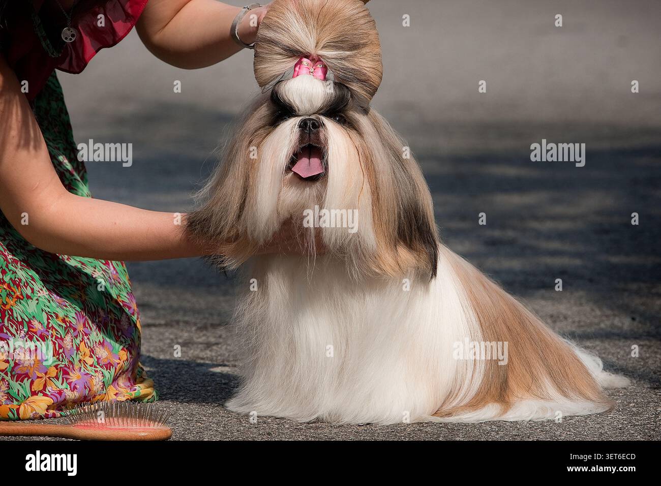 Mostra il cane Shih Tzu di qualità che viene curato e messo in posa dal gestore Foto Stock