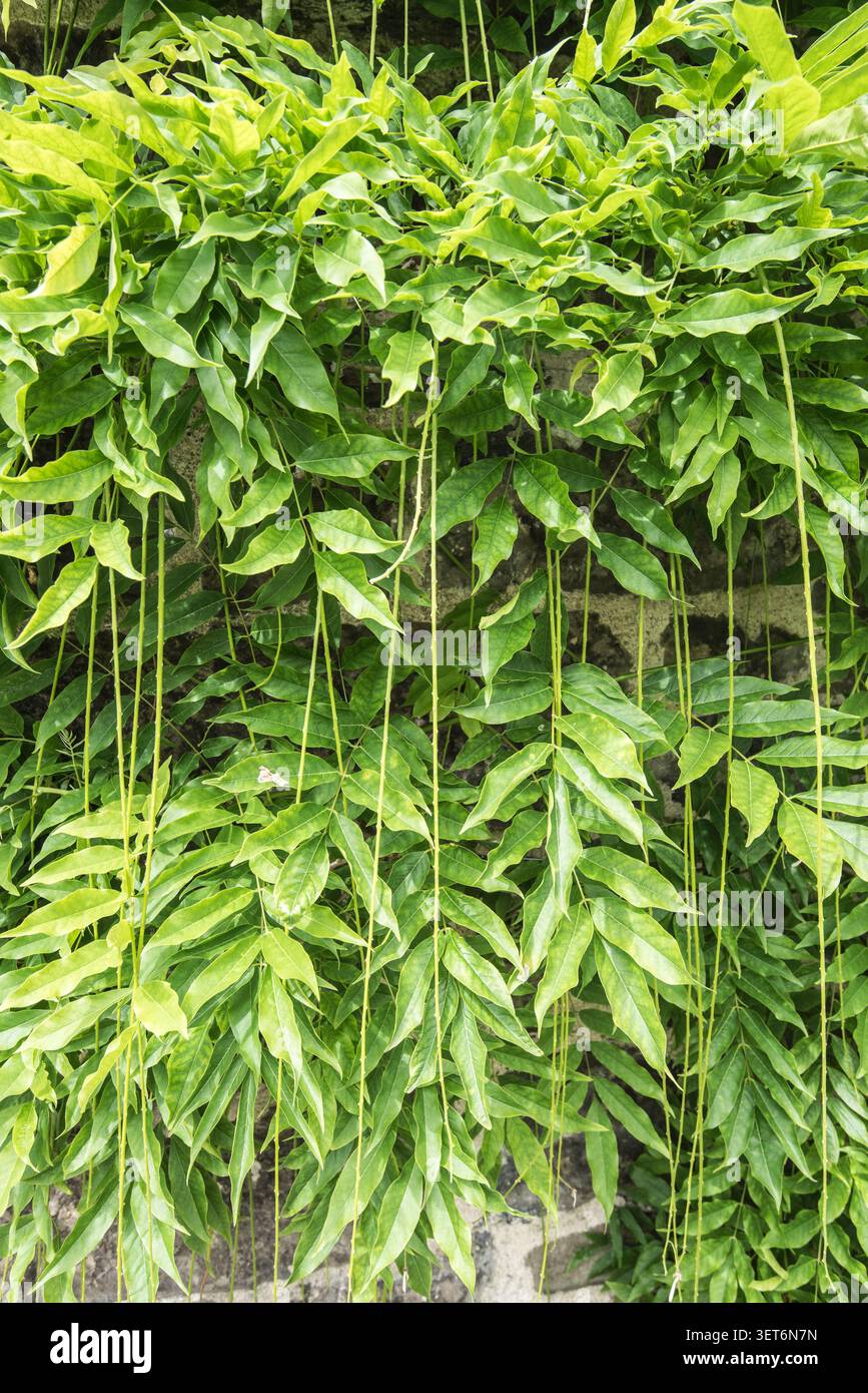 Porzione dell'arco di Wisteria presso gli Aberglasney Gardens nel Carmarthenshire nel Galles del Sud. Foto Stock