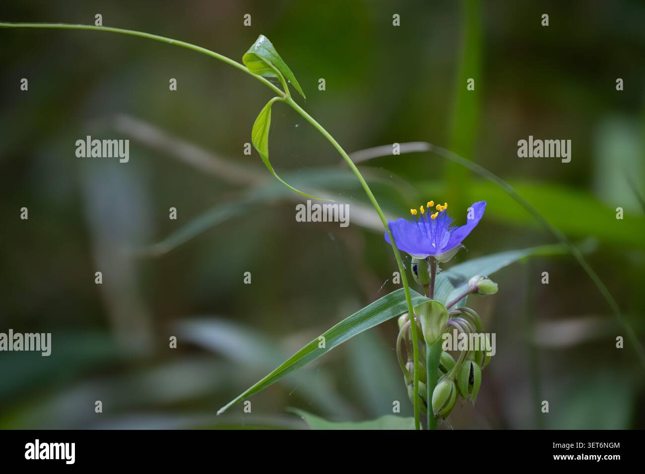 La singola erba di ragno fiorisce a maggio (Tradescantia sp) Foto Stock