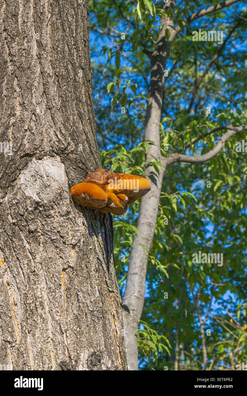 Il fungo arancione cresce su un tronco di albero maturo su un morbido fondo boschivo, illuminato dalla luce solare estiva in un ambiente boschivo naturale Foto Stock