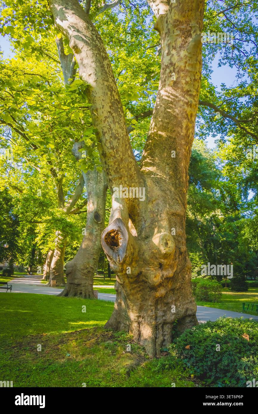 Un grande platano maturo sorge in un verde parco urbano, mostrando corteccia strutturata e rami sparsi sotto la calda luce del sole estivo. Foto Stock