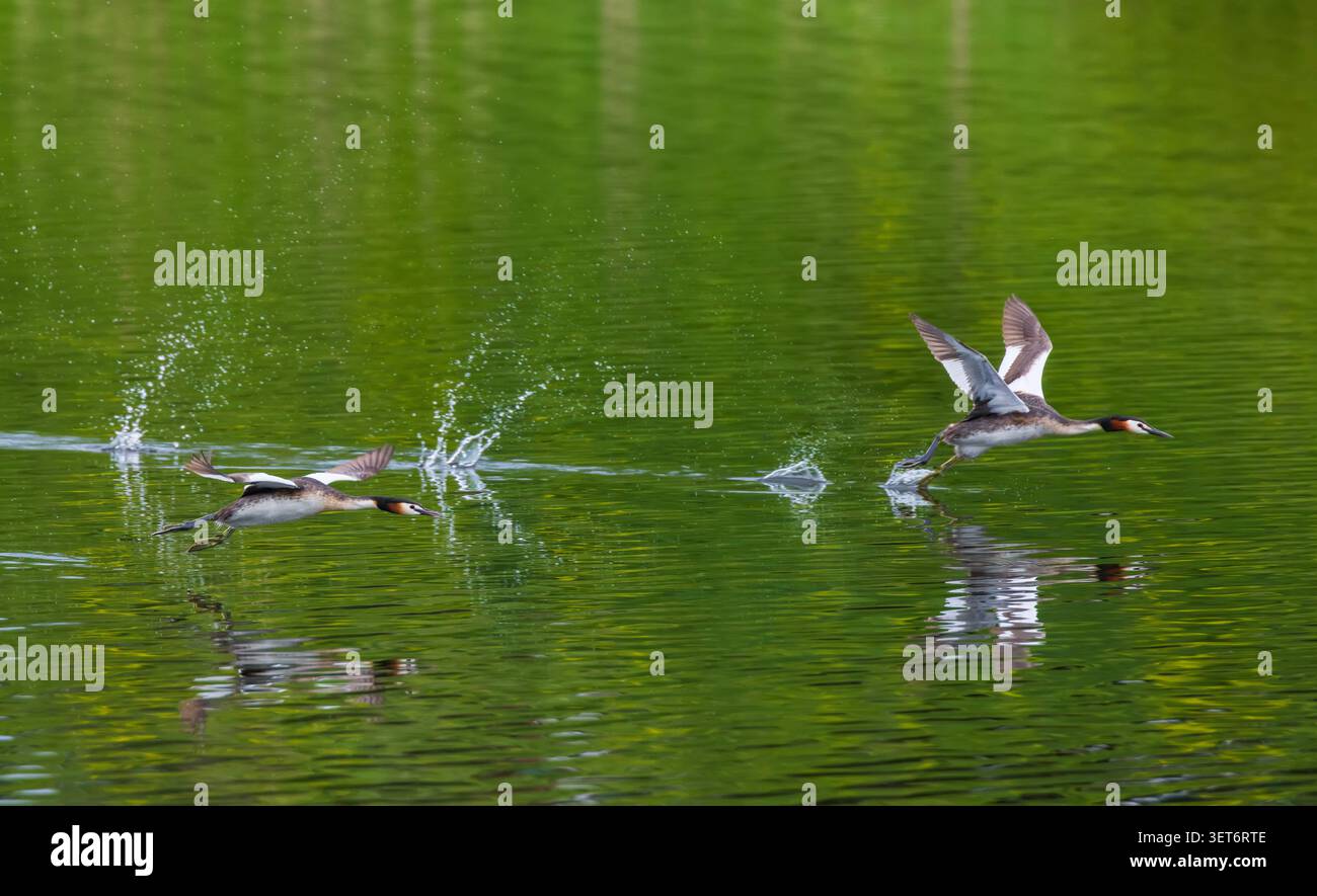 Due grandi uccelli che si staccano dalle goccioline d'acqua Foto Stock