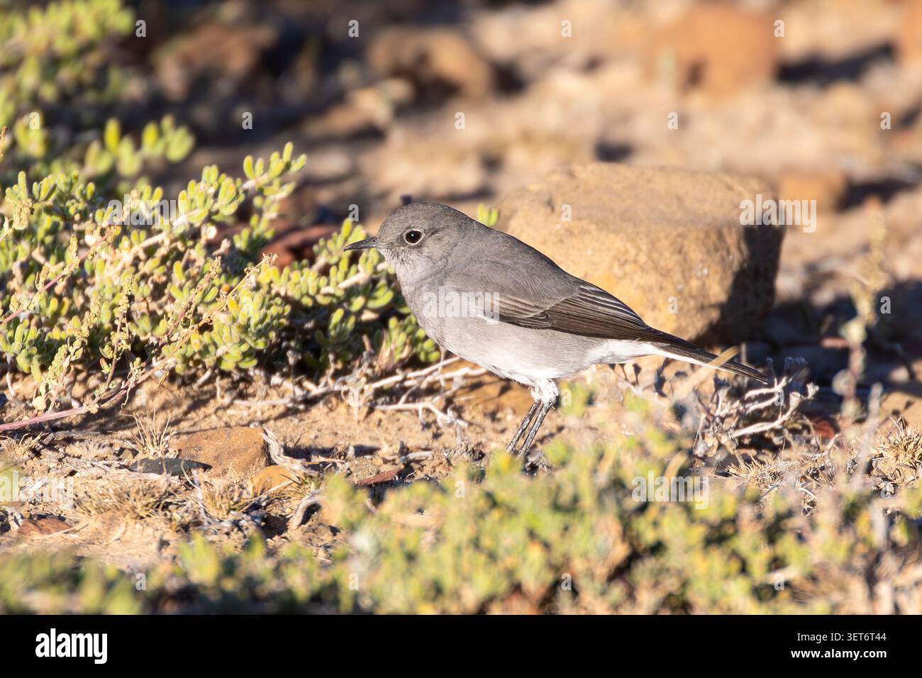 Karoo Chat (Emarginata schlegelii)) in arida macchia Karoo, Beaufort West, Capo Occidentale, Sud Africa Foto Stock