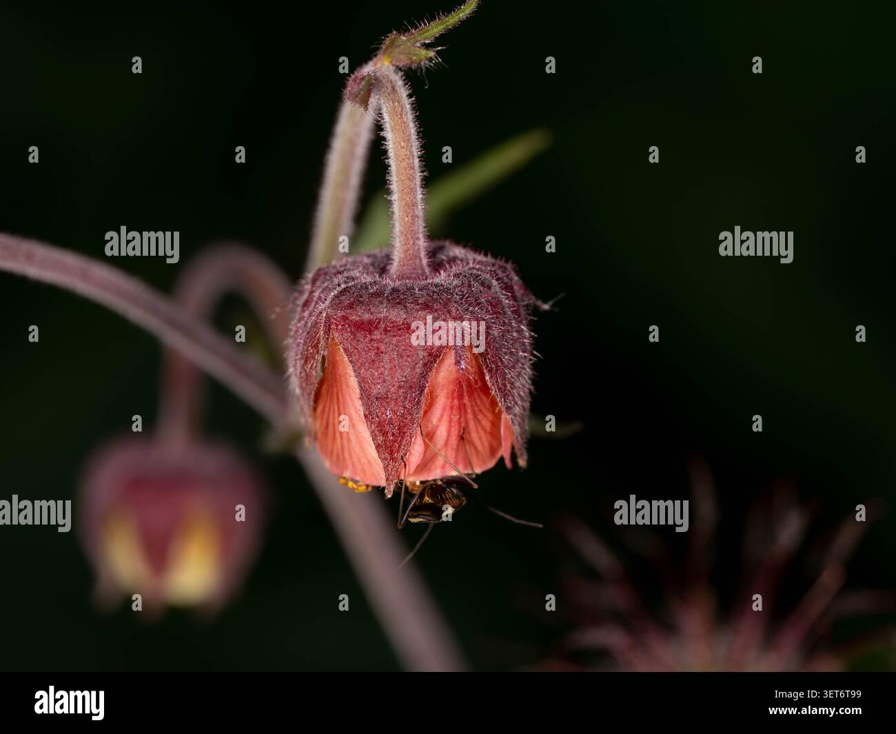 Fiore Avens Artistico su sfondo nero - Macro Geum con contrasto drammatico. Foto di alta qualità Foto Stock