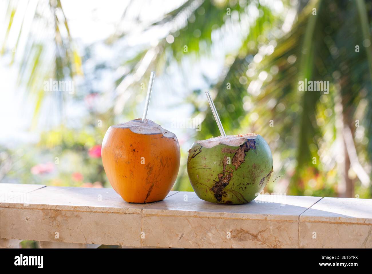 Fresche noci di cocco tropicali sul mare con sfondo Palm Foliage Foto Stock