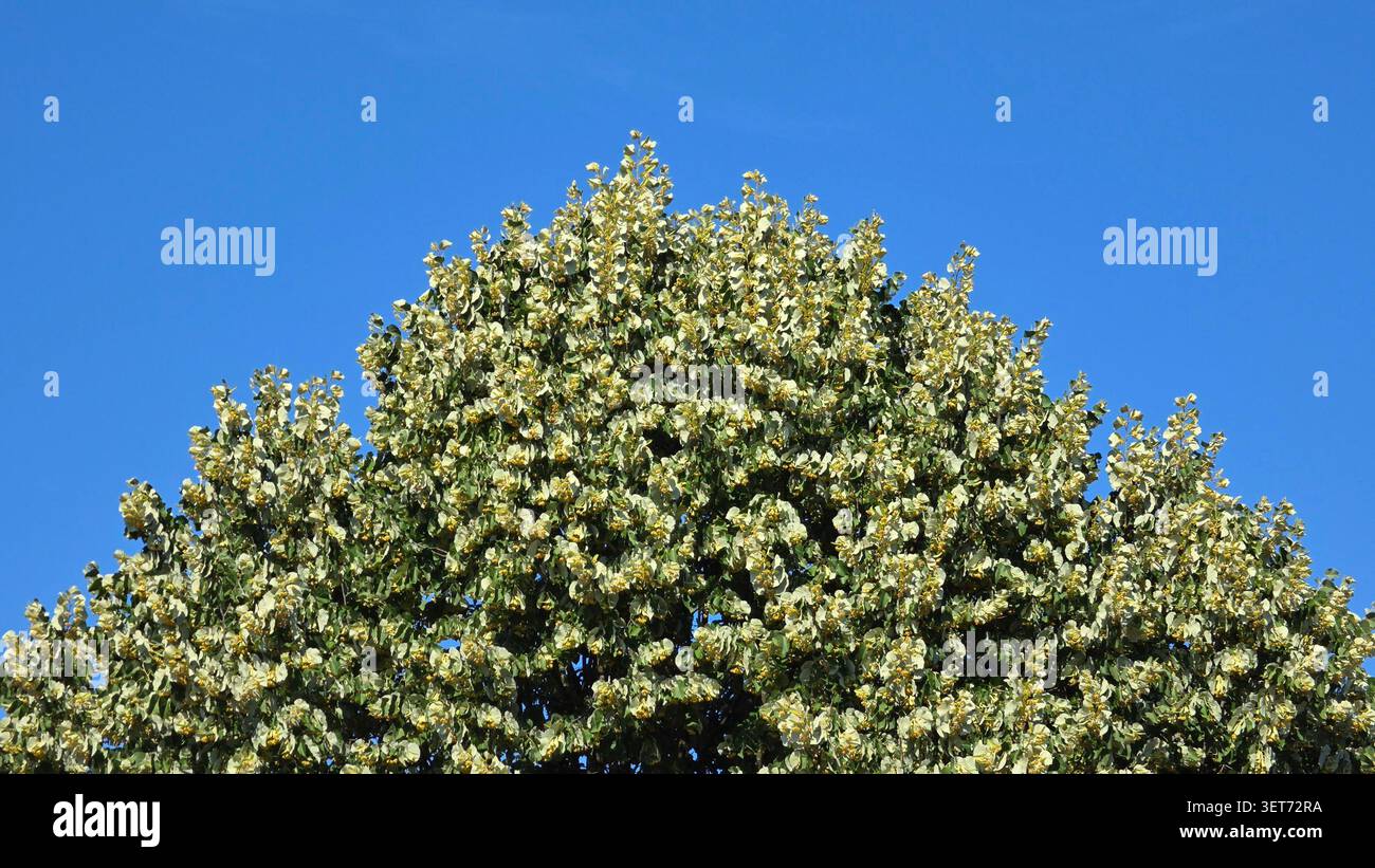 Vista dettagliata della densa corona fiorita di un albero di Tilia tomentosa che mostra le sue caratteristiche foglie verdi pallide e i fiori gialli sotto un vivace Foto Stock