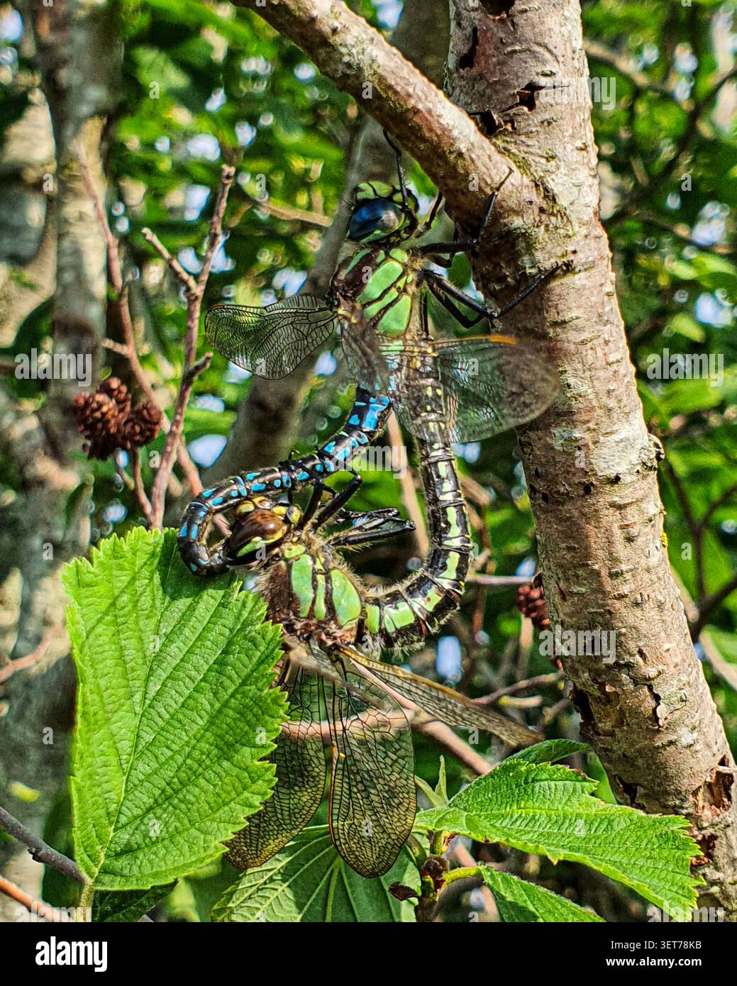Una coppia di libellule di accoppiamento forma una posizione ruota su un ramo di albero tra foglie verdi Foto Stock