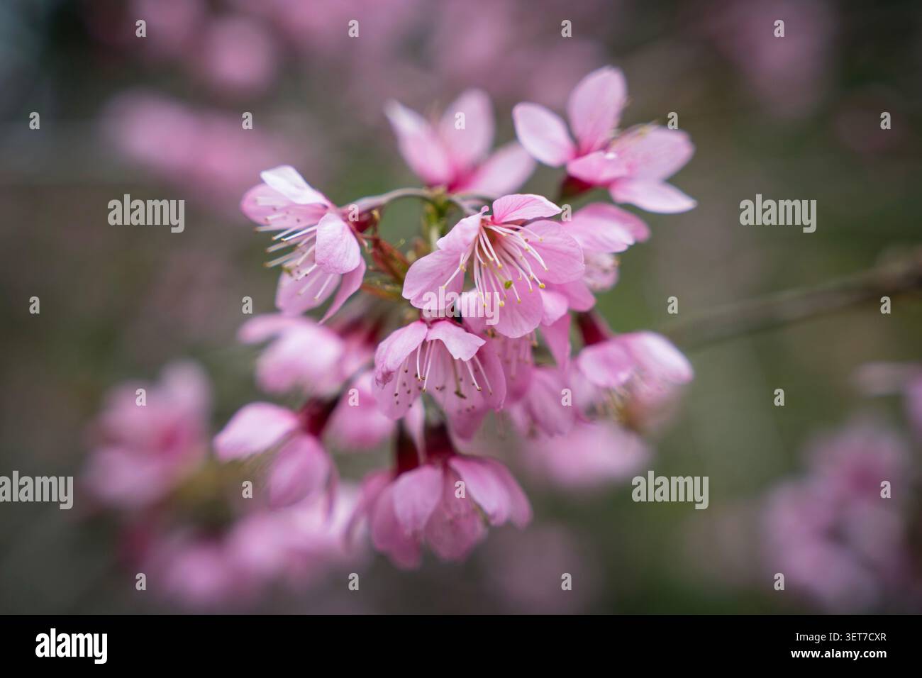 Splendidi fiori di ciliegio rosa su un ramo d'albero che fiorisce in primavera. Teneri gemme sakura con delicati petali sotto una luce naturale soffusa. Foto Stock