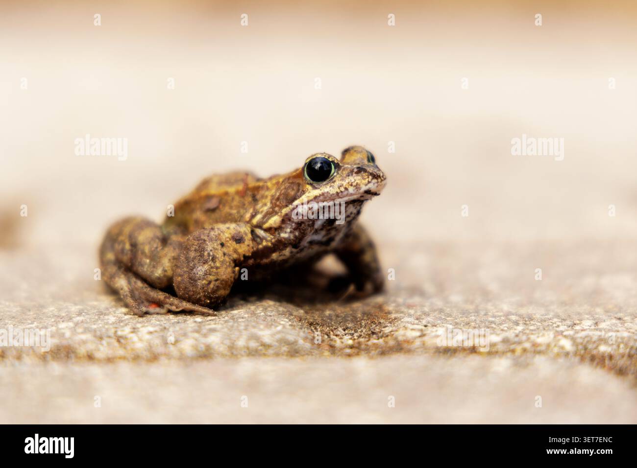 Primo piano ad alto angolo di un piccolo rospo marrone che riposa tranquillamente su mattoni strutturali di pavimentazione in un'area forestale ricreativa all'aperto. Foto Stock