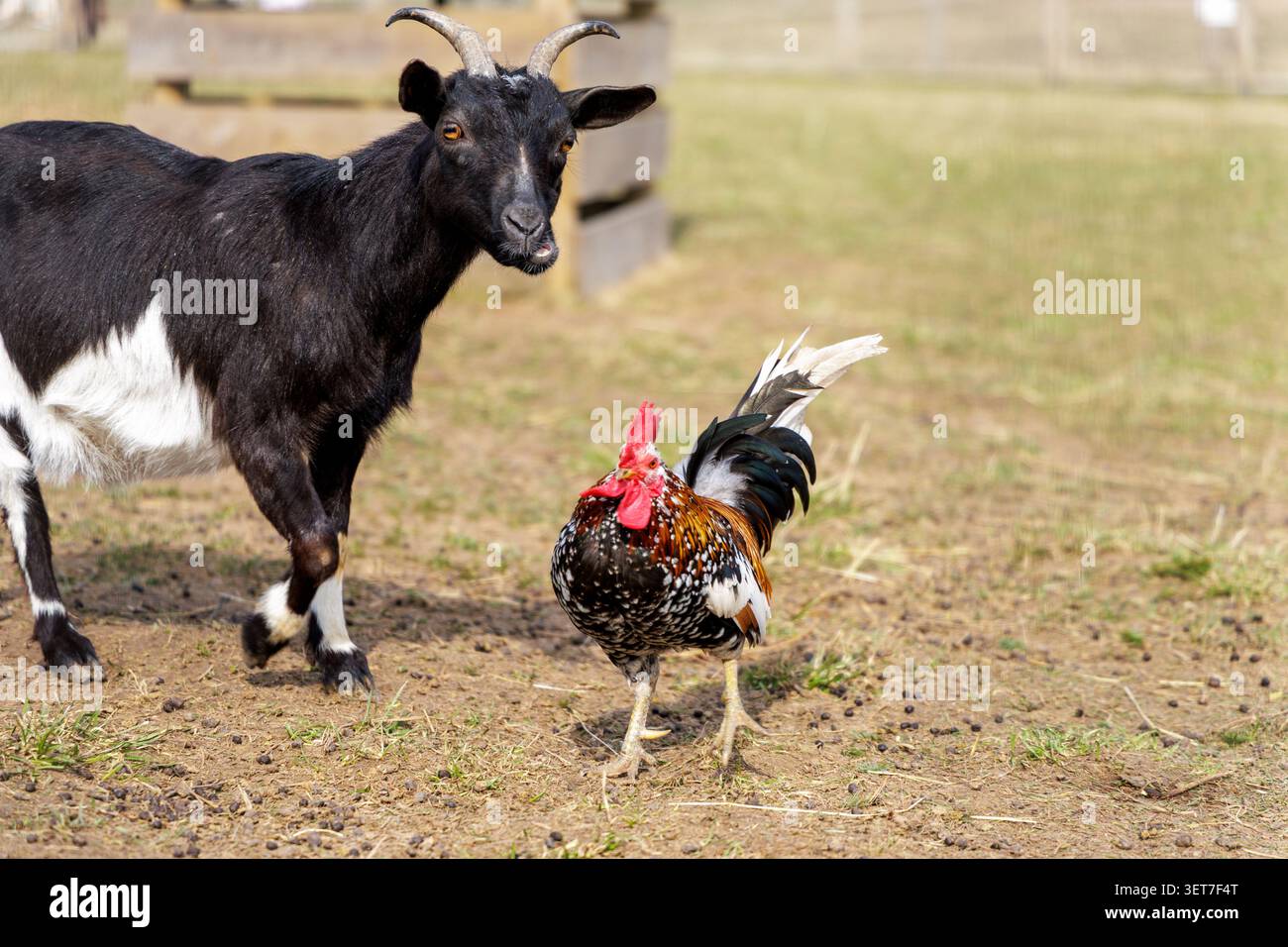 Ripresa grandangolare di una capra nera con corna che camminano e guardano avanti, con un gallo colorato accanto. Foto Stock