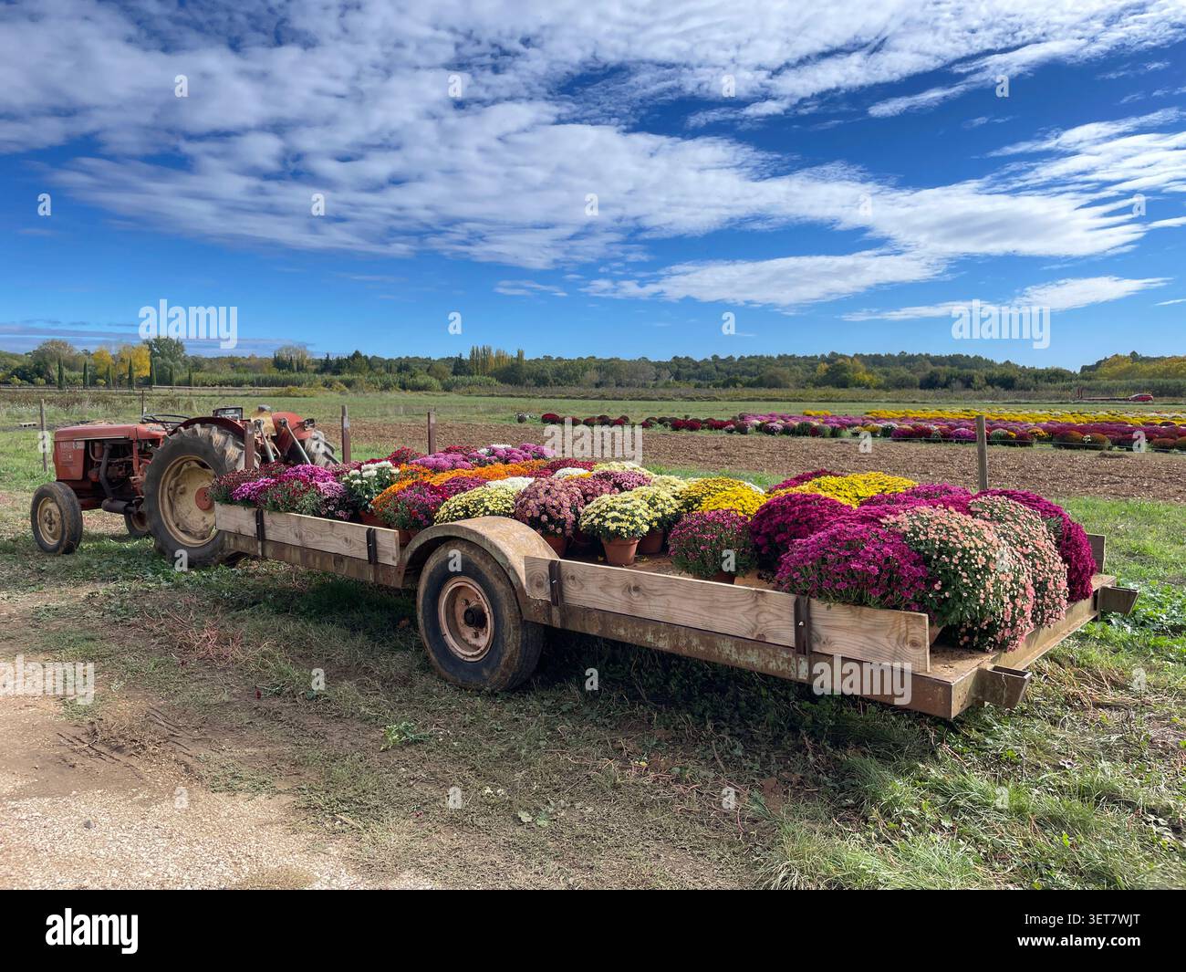 Un trattore rosso d'epoca tira il suo rimorchio carico di colorate piante di crisantemo in una fattoria di fiori francese sotto il cielo blu, Vers, Pont du Gard, Francia Foto Stock