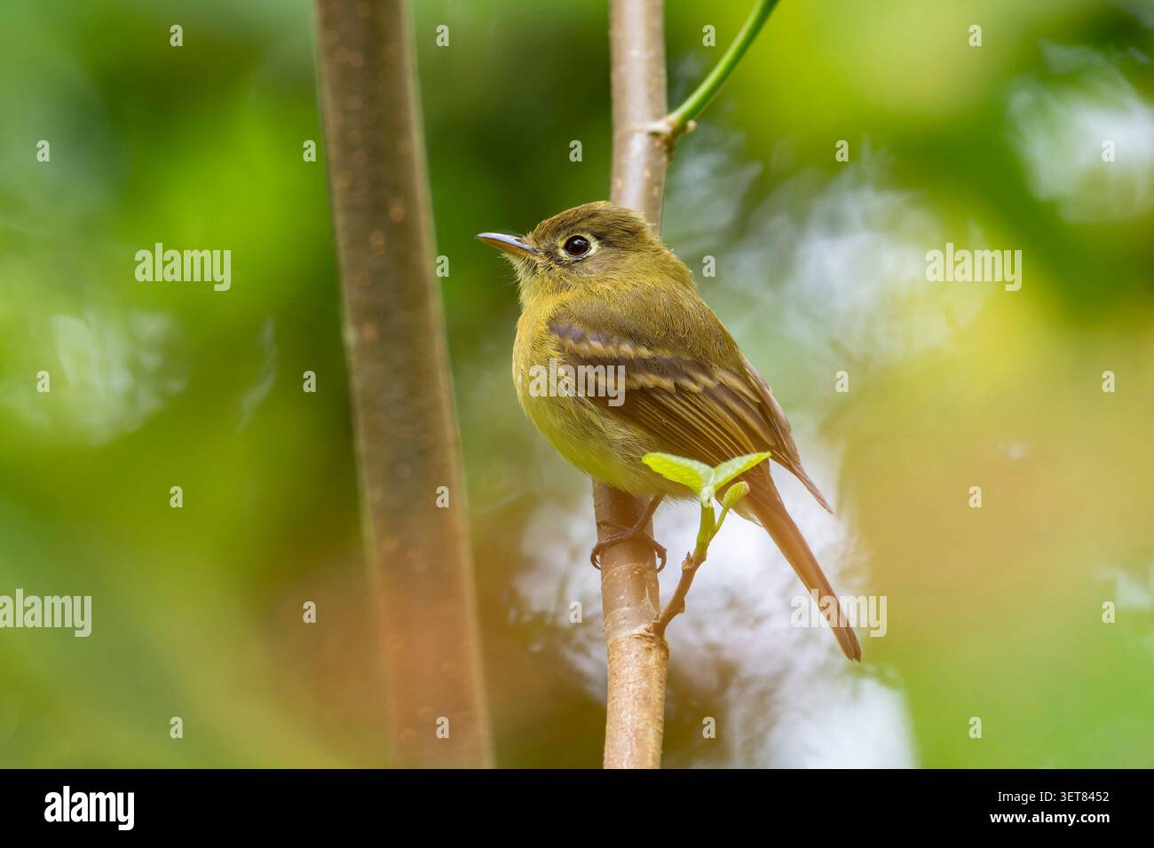 Una fotografia dettagliata della fauna selvatica di un flycatcher giallastro (Empidonax flavescens) arroccato su un ramo sottile in un ambiente di foresta tropicale. Foto Stock
