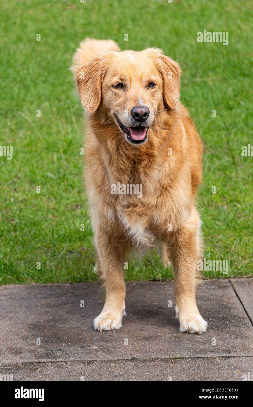 Splendido Golden Retriever in piedi in un giardino soleggiato e guardando attentamente la fotocamera. Foto Stock