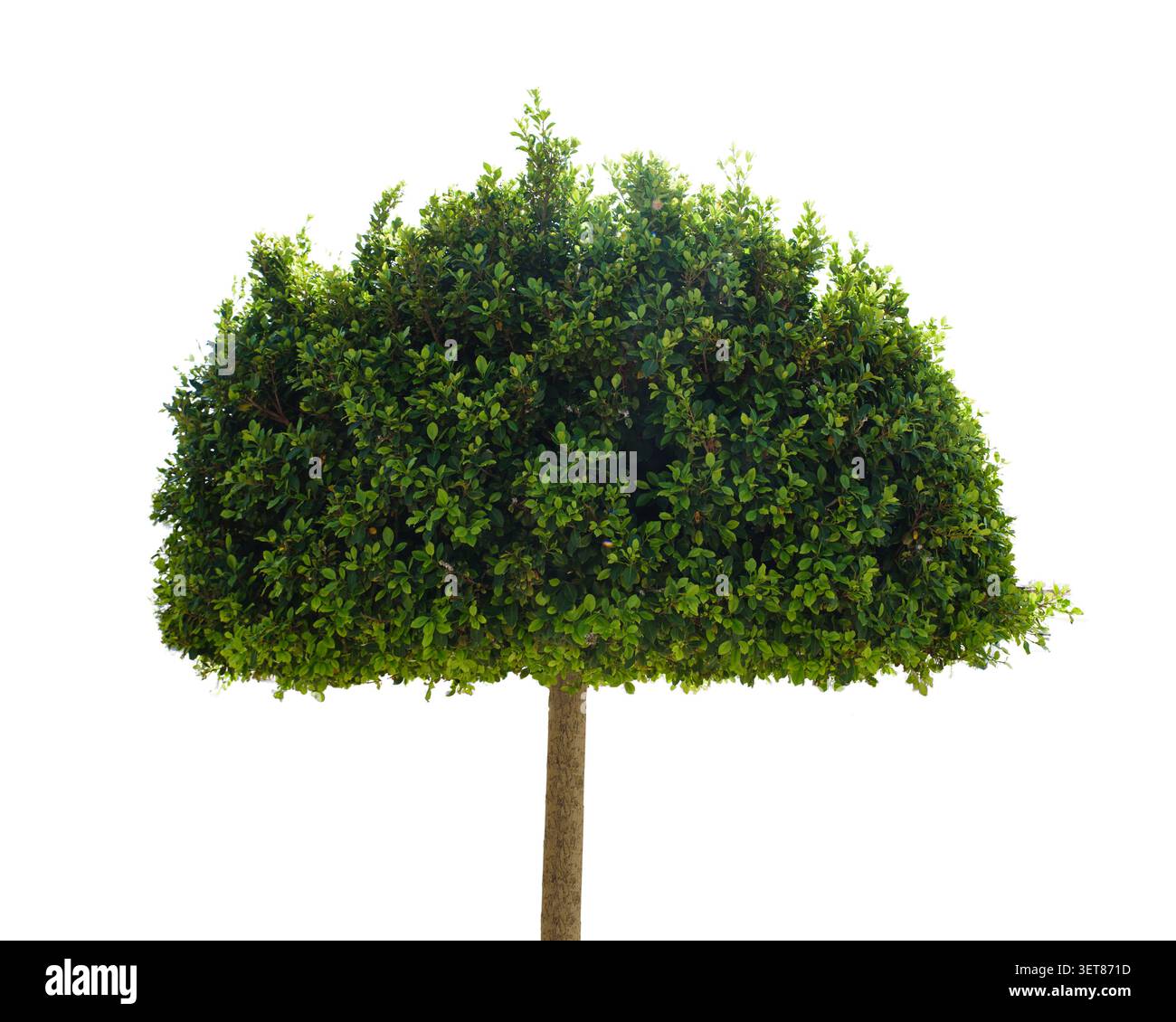Albero su sfondo trasparente, vera foglia verde albero isolata su sfondo png libero. Foto Stock