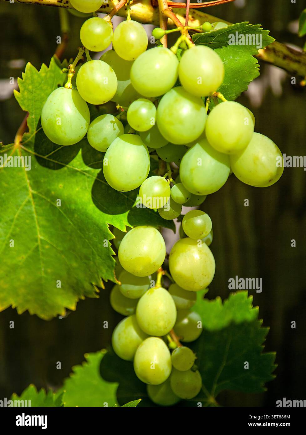 Le uve bianche inglesi coltivate in casa maturano nel caldo sole del Regno Unito, riflettendo i fiorenti vigneti britannici e la crescente industria vinicola. Foto Stock