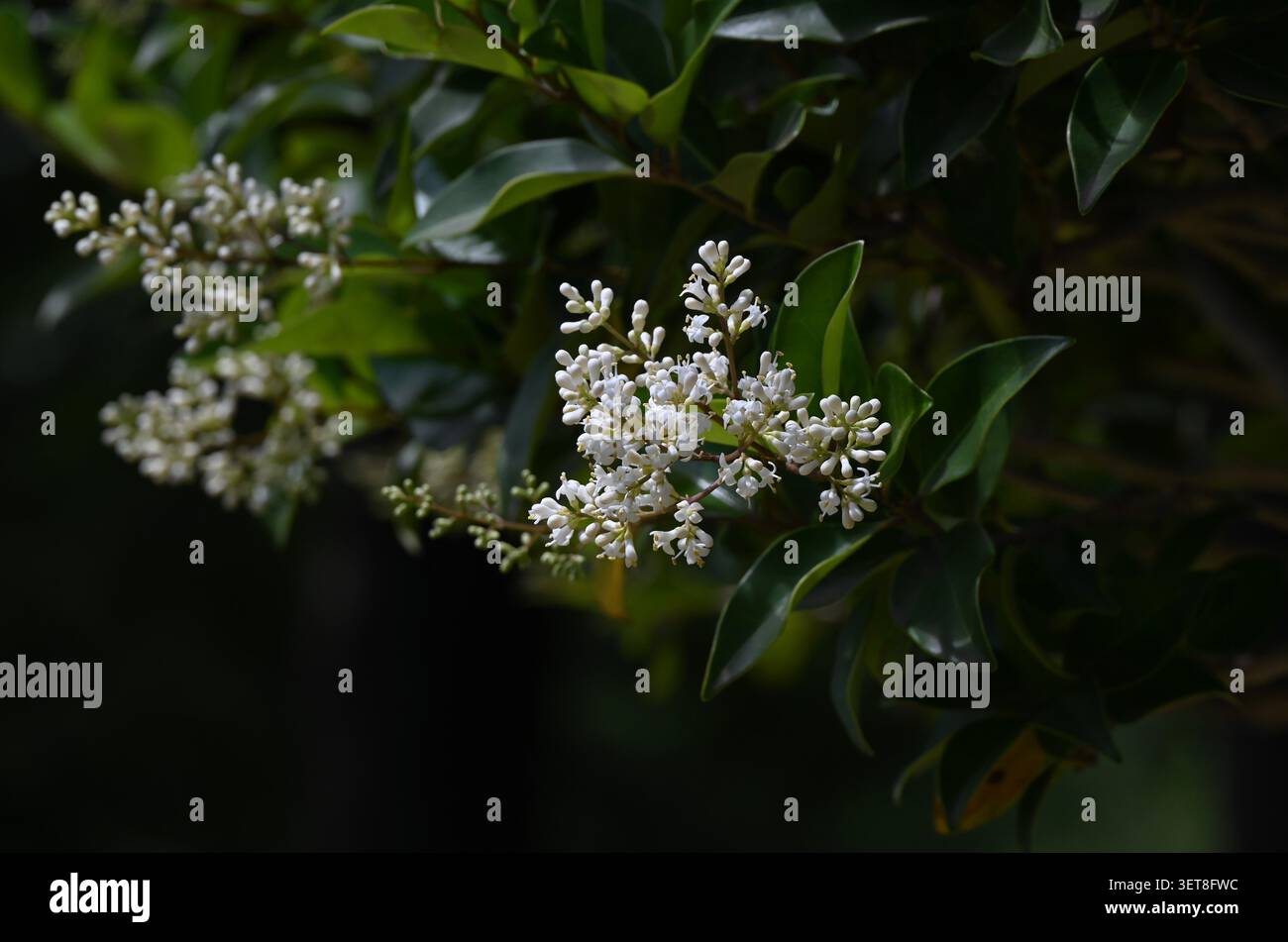 Ligustro giapponese. Oleaceae sempreverde. La differenza rispetto al ligustro cinese è che il frutto è di forma ovale e le venature delle foglie non sono visibili attraverso. Foto Stock
