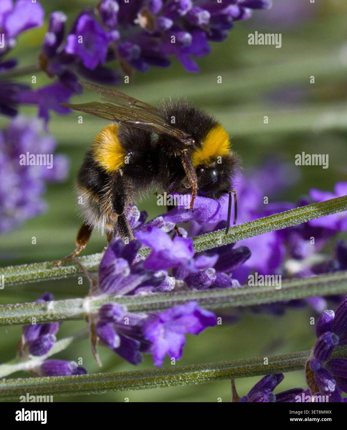 Bumble BeeBombus Terrestris sulla lavanda Foto Stock