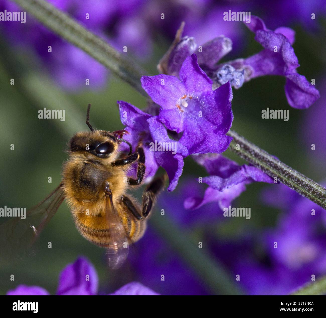 Honey Bee on Lavender Proboscis visibile Foto Stock