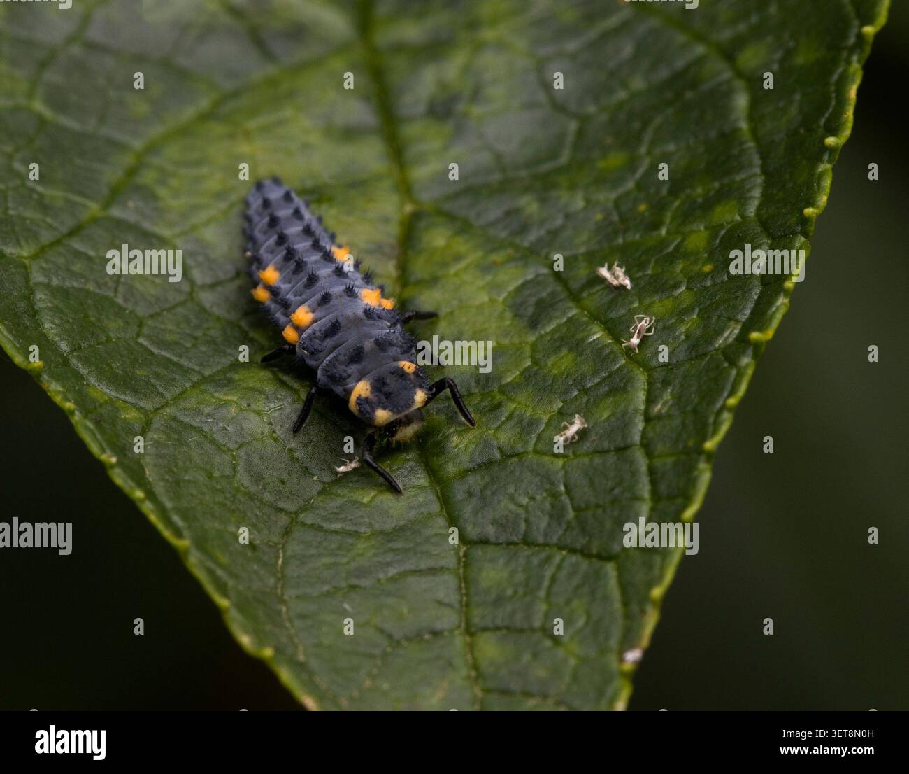 7 avvistare larve di Ladybird 7-punctata Coccinella Foto Stock