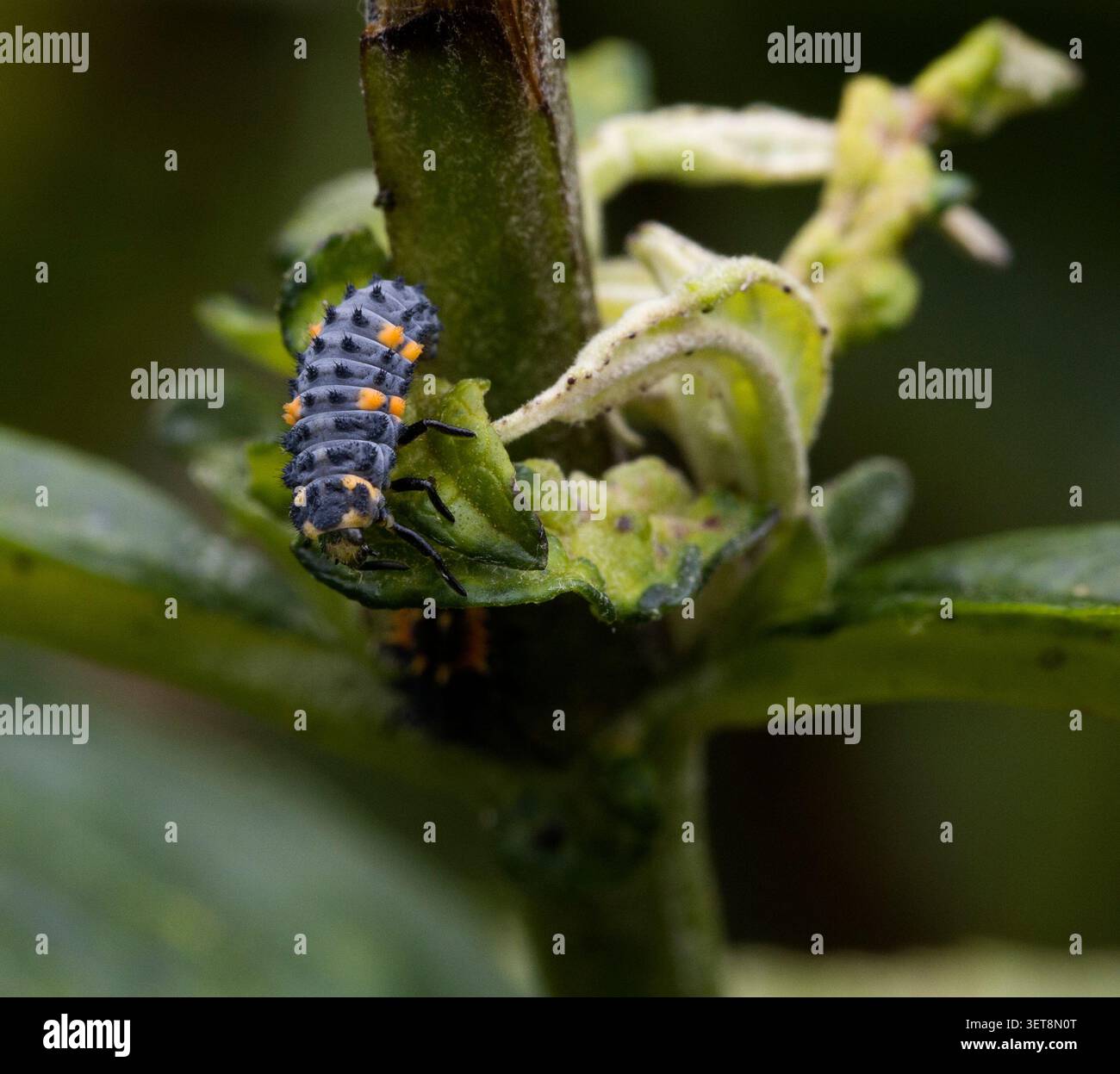 7 avvistare larve di Ladybird 7-punctata Coccinella Foto Stock
