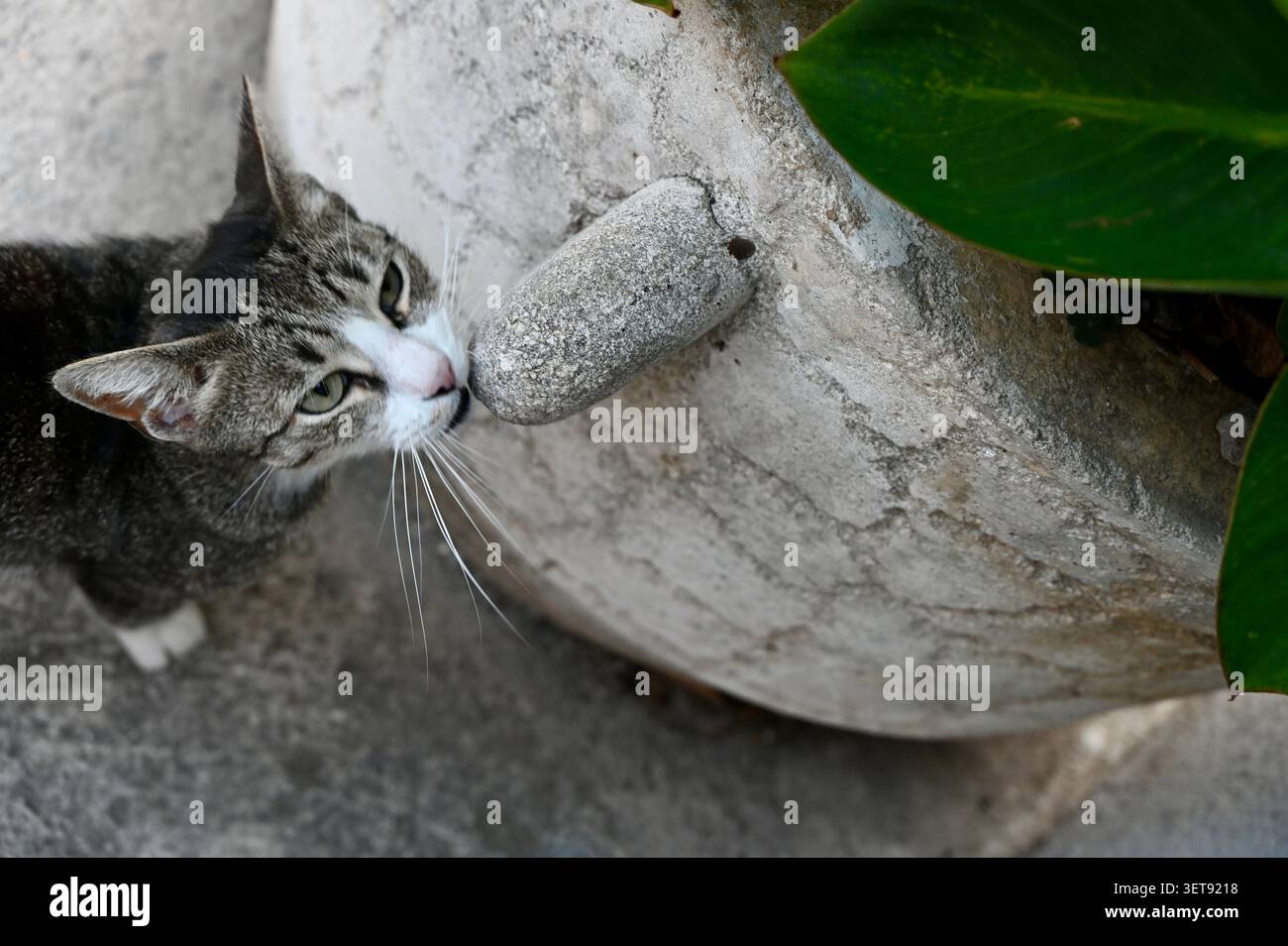 Un bellissimo primo piano orizzontale che cattura un gatto giocoso che chiude gli occhi in pura beatitudine graffiando il viso contro una pietra rustica Foto Stock