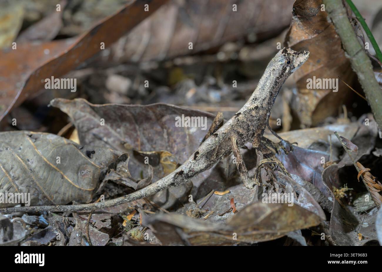 La lucertola anolica di Tanda (Anolis tanda) camuffata sul pavimento della foresta pluviale tra foglie secche, il Parco Nazionale di Manu, Perù. Foto Stock