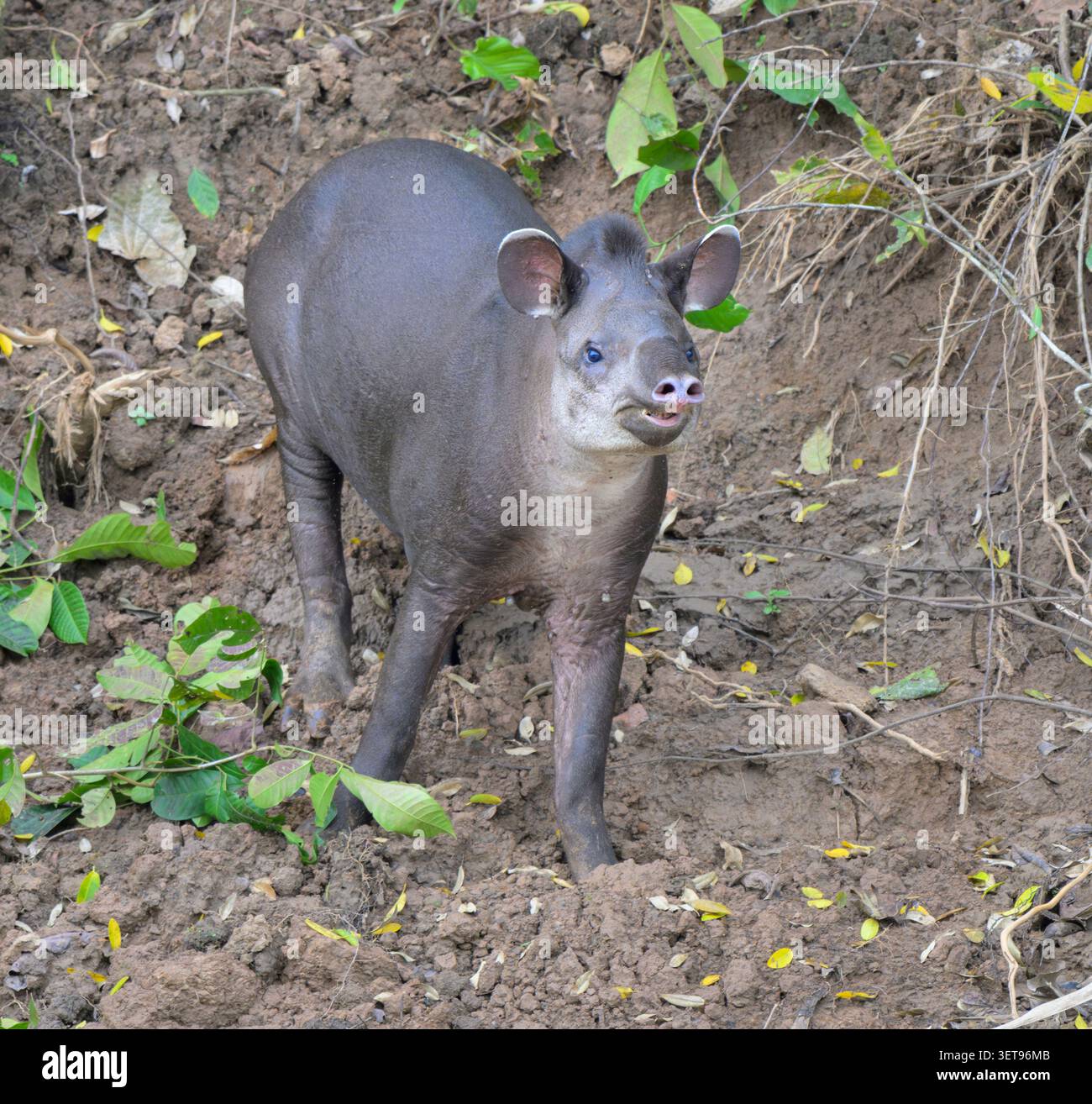 Tapir amazzonico o di pianura (Tapirus terrestris) che annusa l'aria, Parco Nazionale di Manu, Perù. Foto Stock
