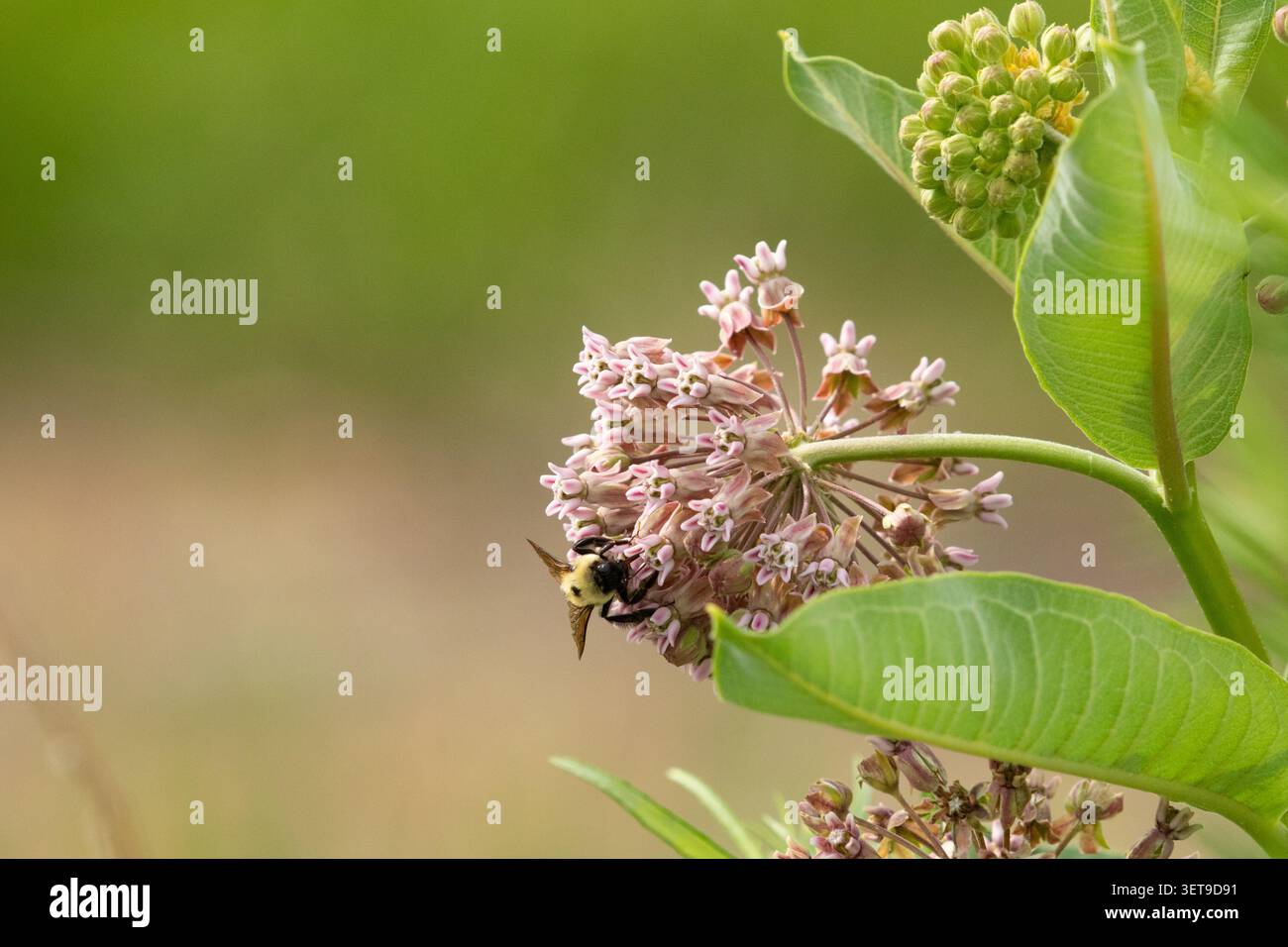 Bumble bee che raccoglie nettare e polline dai comuni fiori di erba latta durante l'estate. Foto Stock