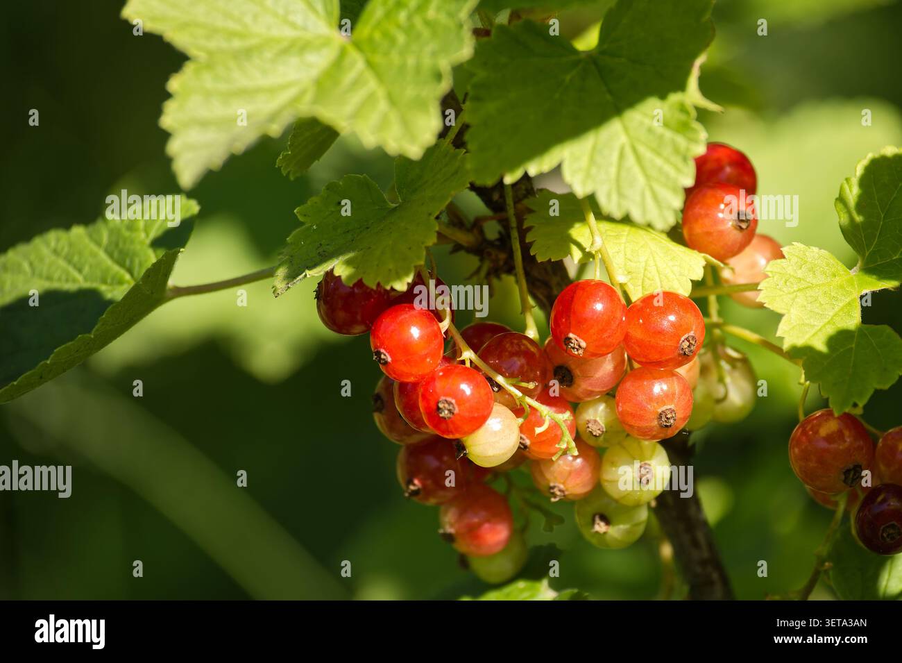 Un gruppo di bacche di ribes rosso maturo appese a un ramo frondoso, circondate da un vivace fogliame verde e da un morbido bokeh sullo sfondo; evoca l'estate Foto Stock