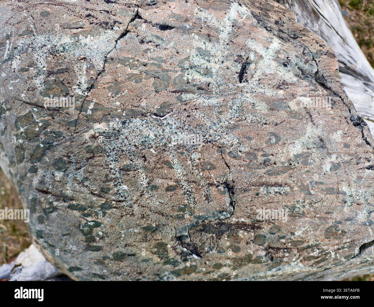 Antico petroglifo raffigurante cervi su un grande masso nella valle del fiume Taldura. Sfondo naturale in pietra Altai. Repubblica di Altai. Foto Stock