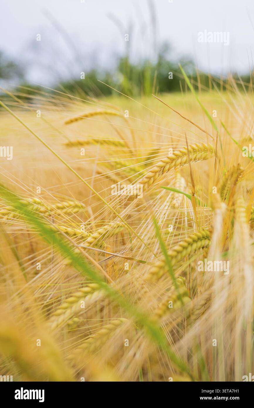 Vista di un campo di grano maturo nel vento con gambi dorati in primo piano, Gechingen, Hecken e Gaeu, Landreis Calw, Germania Foto Stock