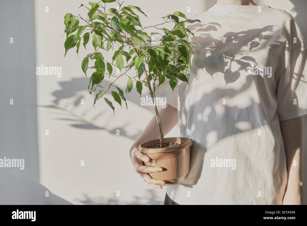 Le mani femminili tengono in mano una pianta verde ficus in una pentola di terracotta con ombra su una parete bianca Foto Stock