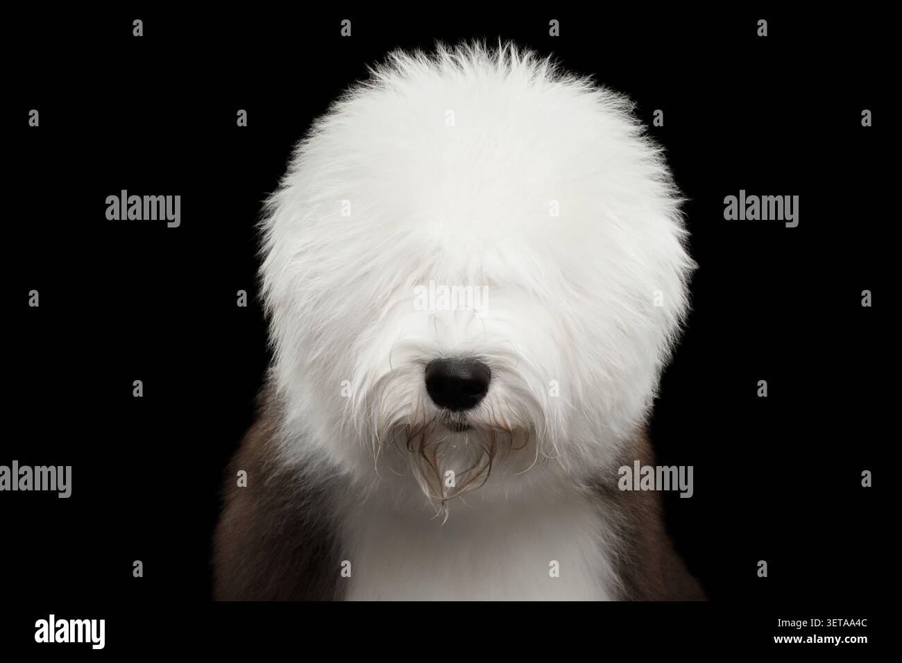 Ritratto frontale di Sheepdog inglese con lunga frangia bianca che copre gli occhi su sfondo nero, foto in studio Foto Stock