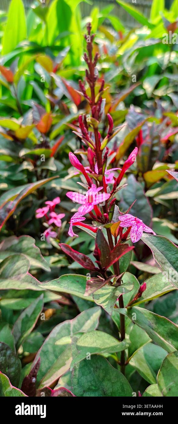 Punta di fiori Pseuderanthemum maculato rosa con fogliame scuro in un giardino. Foto Stock
