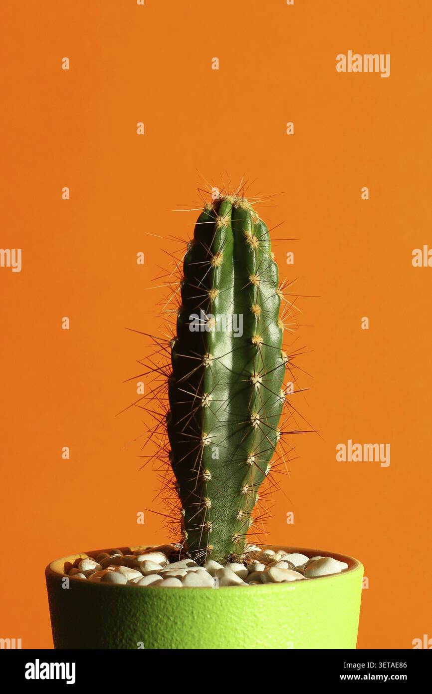 Cactus su sfondo arancione. Interni urbani eleganti e minimalisti Foto Stock