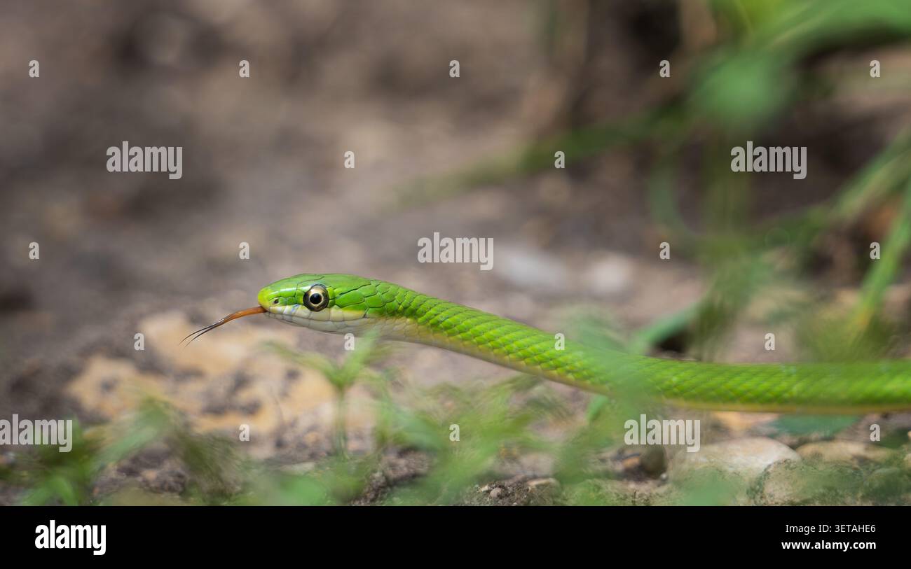 Green Snake non velenoso, che sfoglia la sua lingua a forma di biforcazione mentre attraversa un sentiero in primavera del Texas. Primo piano. Foto Stock