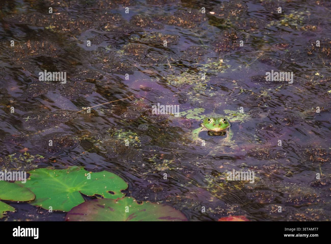 Grandi rane nell'acqua di un lago Foto Stock