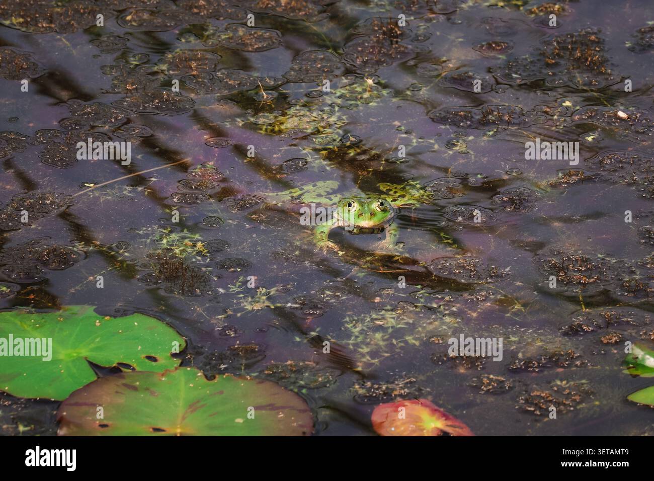 Grandi rane nell'acqua di un lago Foto Stock