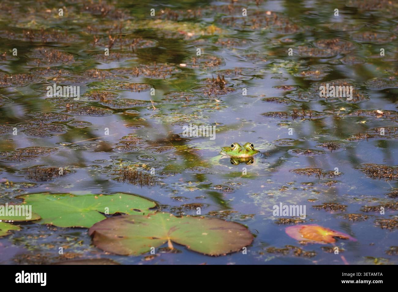 Grandi rane nell'acqua di un lago Foto Stock